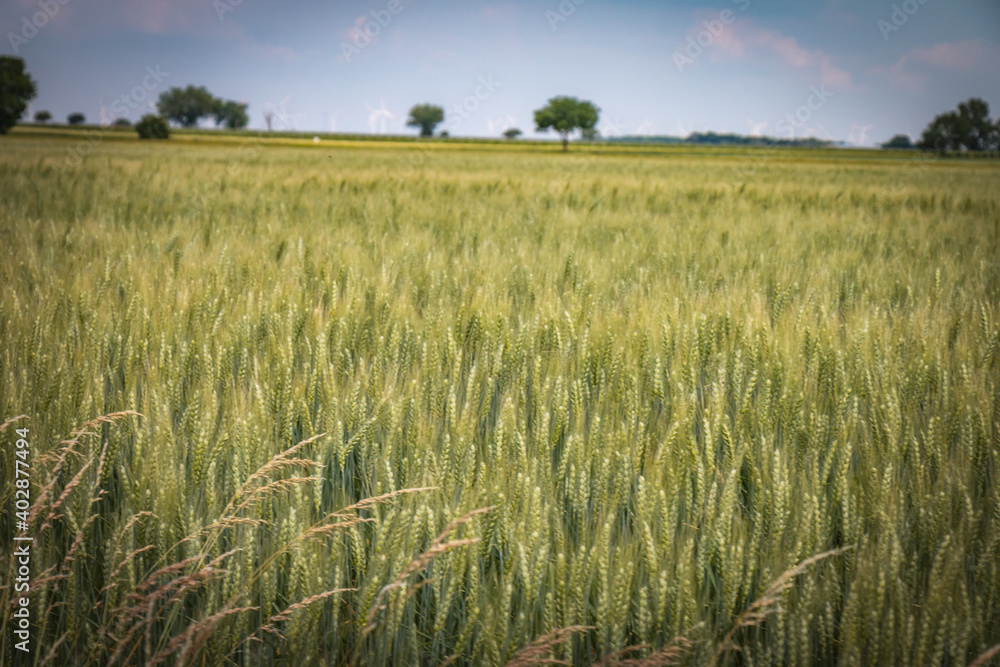 wheat field and sky, burgenland, austria