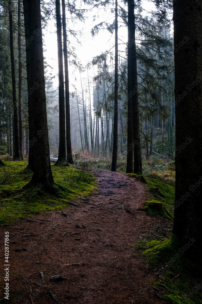 Fototapeta premium Hiking trail in forest at winter time. Tree covered with frost.