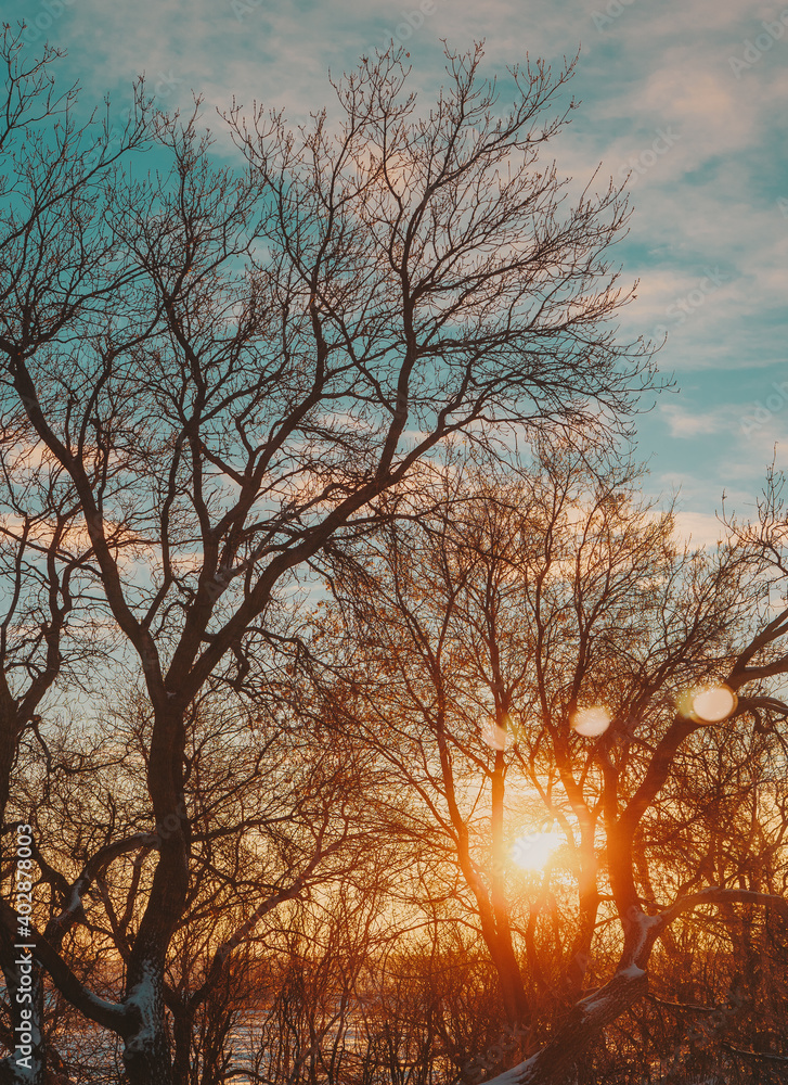 Sunrise view of poplar trees on a rural farm in the winter Sunrise view of poplar trees on a rural farm in the winter