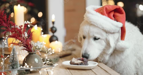 Cute white dog in Christmas hat eating cake at the festively decorated table during a winter holidays