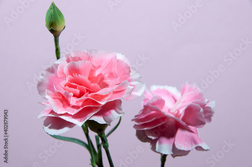 Bush carnation  Valentine s Day. Pink background.