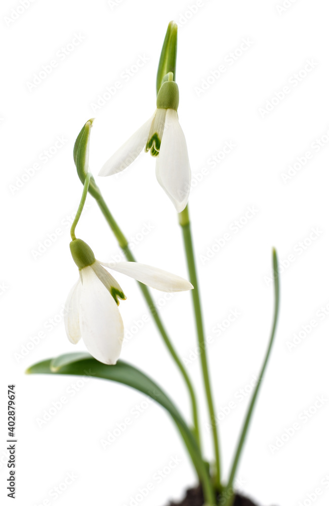 Fototapeta premium Germinating leaves snowdrops.