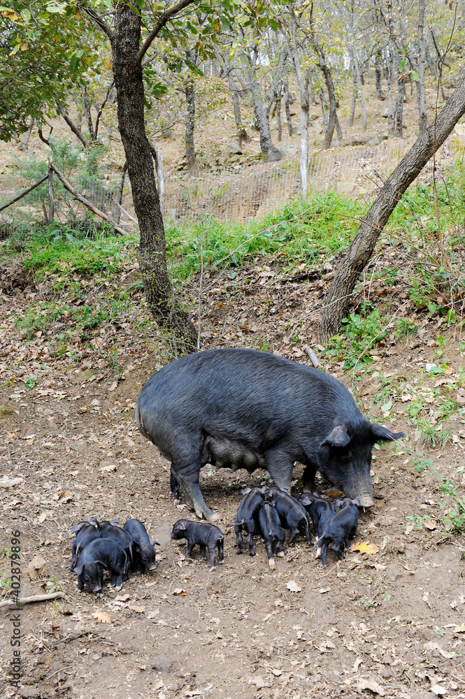 Nebrodi black pig in Sicily who lives in the wild near the forest in Nebrodi mountain area Nebrodi black pig in Sicily who lives in the wild near the forest in Nebrodi mountain area