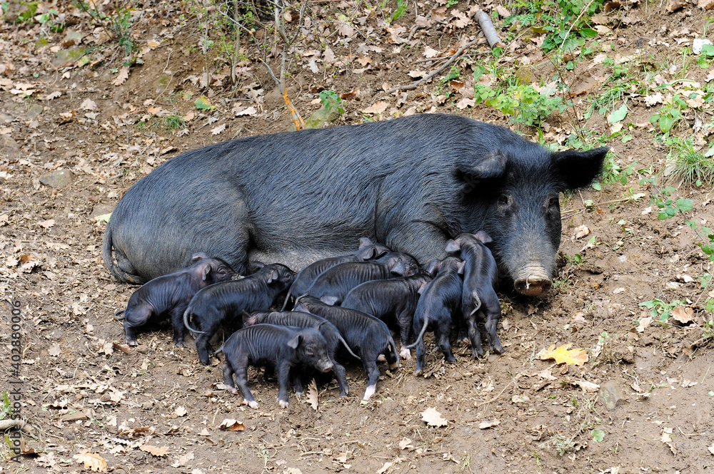 Nebrodi black pig in Sicily who lives in the wild near the forest in Nebrodi mountain area Nebrodi black pig in Sicily who lives in the wild near the forest in Nebrodi mountain area