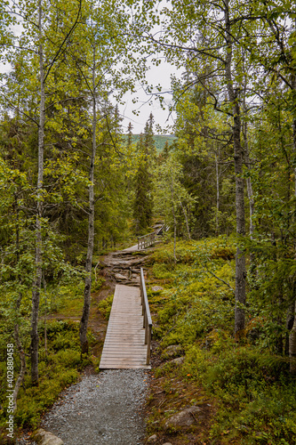 Pathway through a forest in Norway