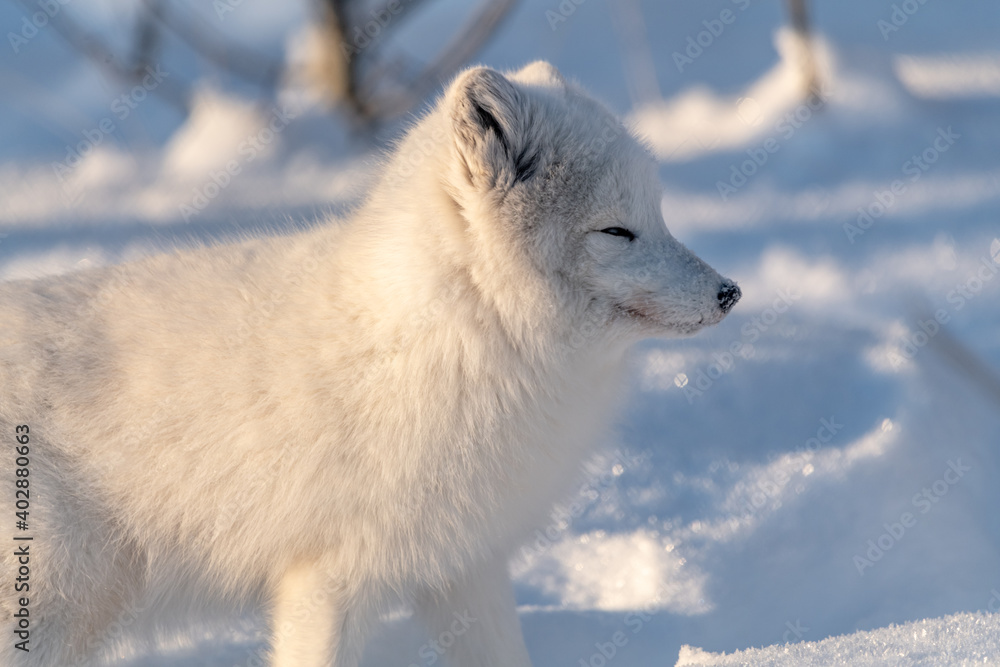 Side profile of one, single, alone arctic fox in a natural, snowy, winter setting with orange eyes. Fluffy, adorable and wild foxes. 