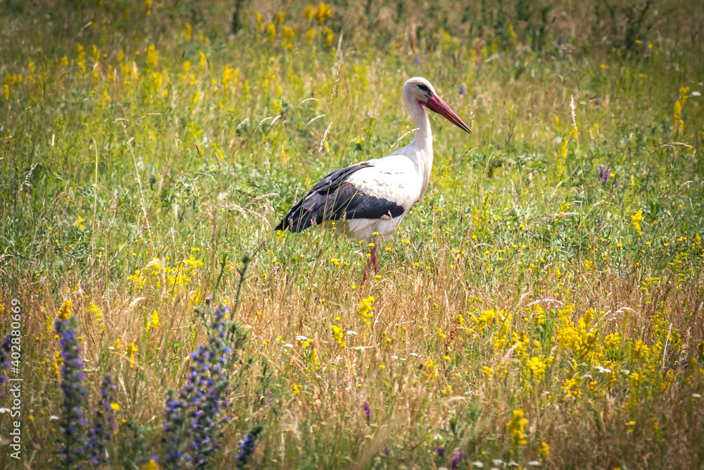 Fototapeta premium white stork in the grass, burgenland, austria