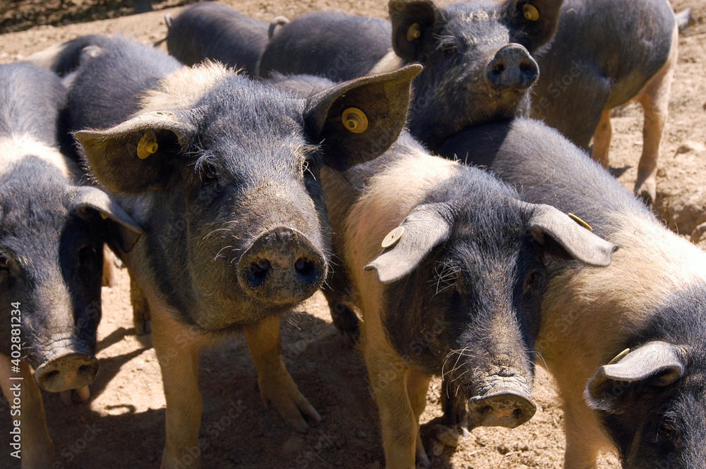 black pig called Cinta Senese typical of Tuscany area Siena area black pig called Cinta Senese typical of Tuscany area Siena area