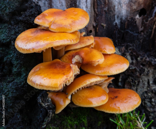 Delicious, dietary late autumn, winter mushrooms (Velvet Shank, Winter Fungus, Velvet foot) that grow on the trunks of old and dead trees. Latin name - Flammulina velutipes