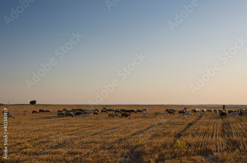 Herd of goats and sheeps in the autumn golden field