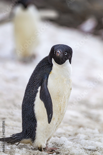 Adelie penguin standing tall with blue breeding eye