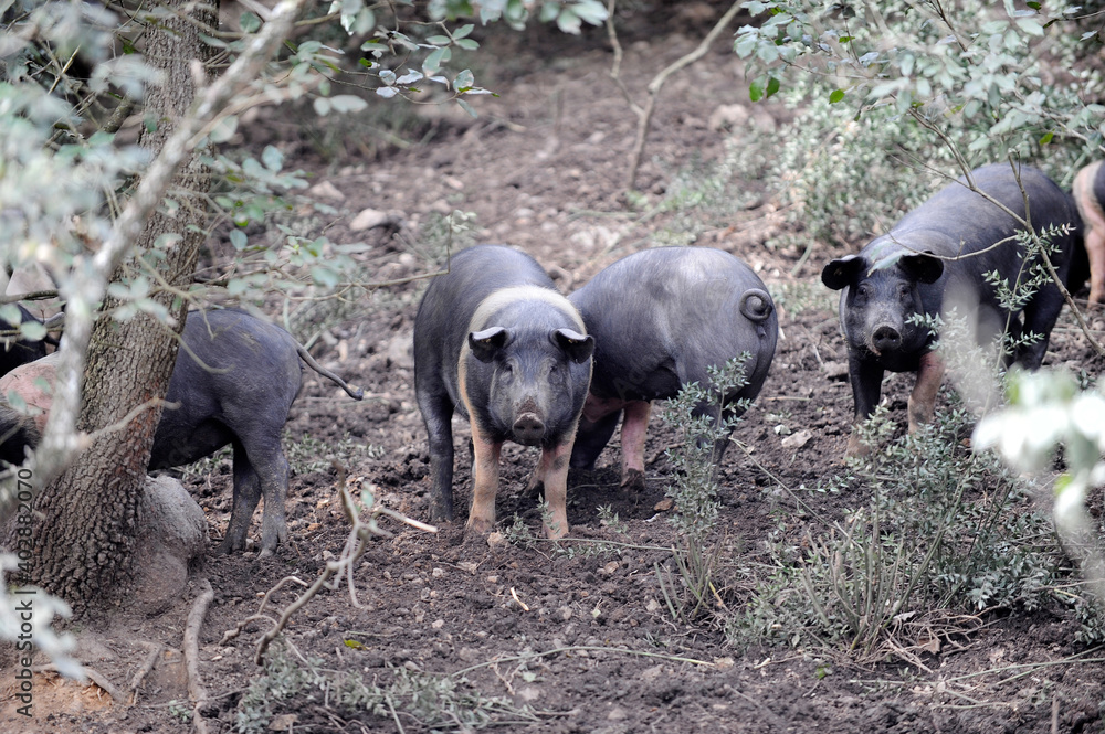 black pig called Cinta Senese typical of Tuscany area and surroundings of Siena who lives free in nature on the edge of the forest
