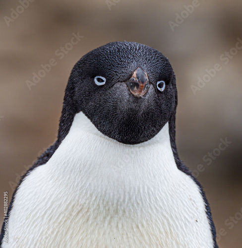 Close up of adele penguin in breeding colors near Brown Bluff photo