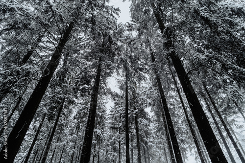 Forêt enneigée