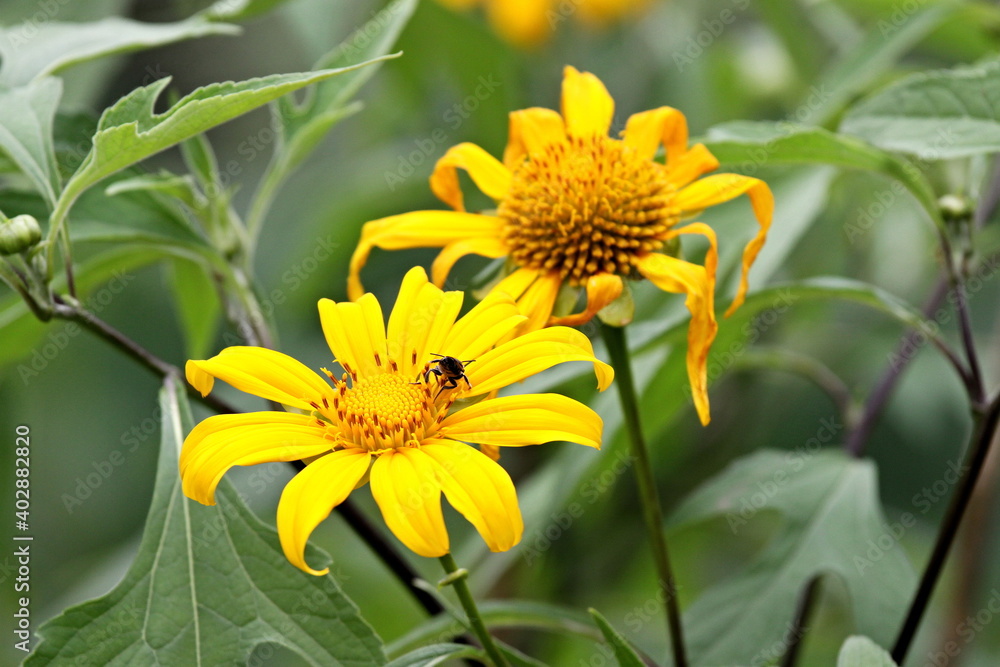 Yellow Wedelia trilobata flower on Lombok island. Indonesia. Asia.