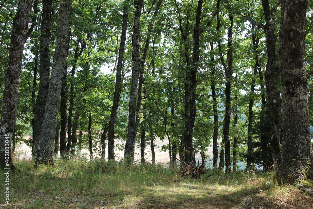 Obraz premium path in the forest