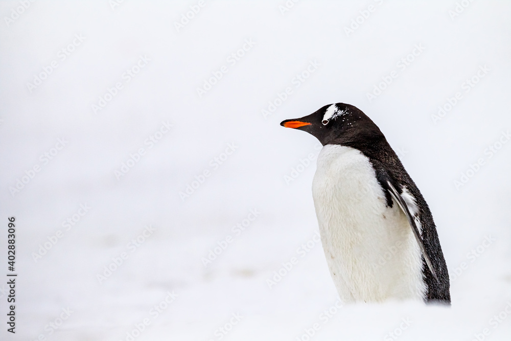 Obraz premium Gentoo penguin surrounded by white snow in South Georgia