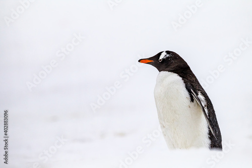 Gentoo penguin surrounded by white snow in South Georgia
