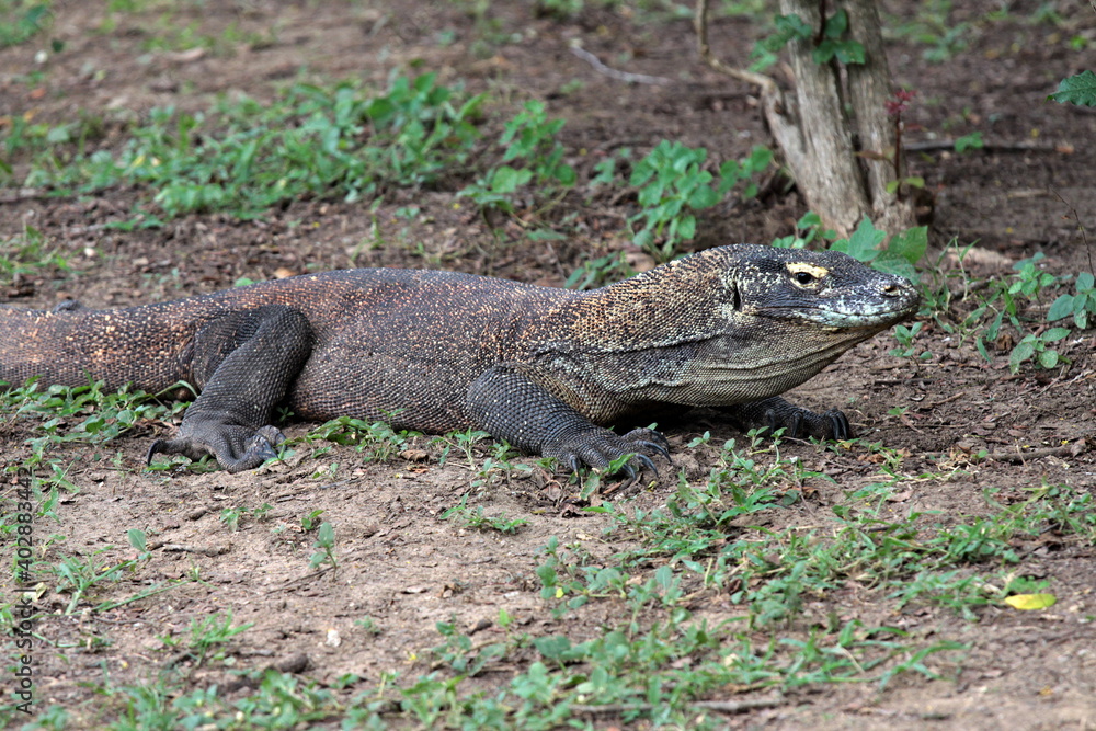 Komodo Dragon / Varanus komodoensis / the world's largest lizard. Komodo Island. Indonesia. Asia. Komodo Dragon / Varanus komodoensis / the world's largest lizard. Komodo Island. Indonesia. Asia.