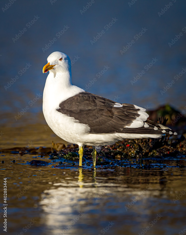 Kelp gull of Falkland Islands refects in the calm water. Kelp gull of Falkland Islands refects in the calm water.