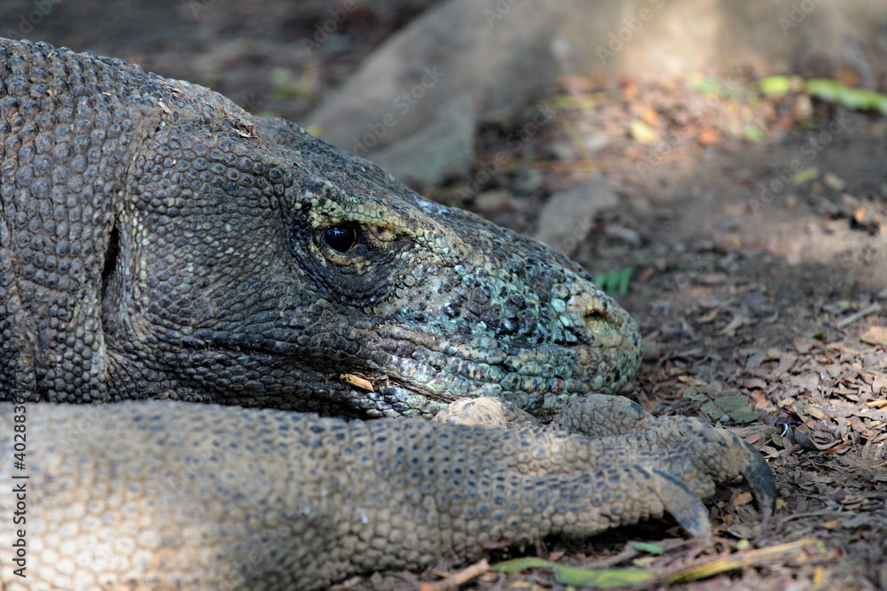 Obraz premium Komodo Dragon / Varanus komodoensis / the world's largest lizard. Rinca Island. Indonesia. Asia.