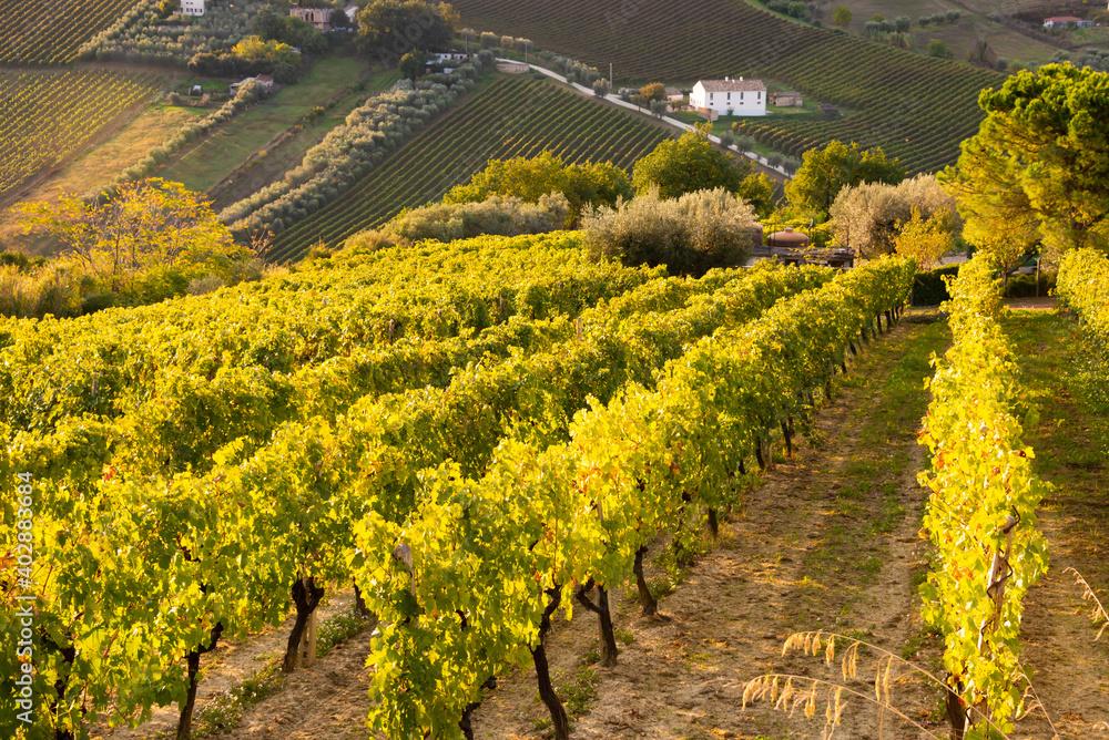 Panoramic view to vineyard on hills in fall, winery and wine making