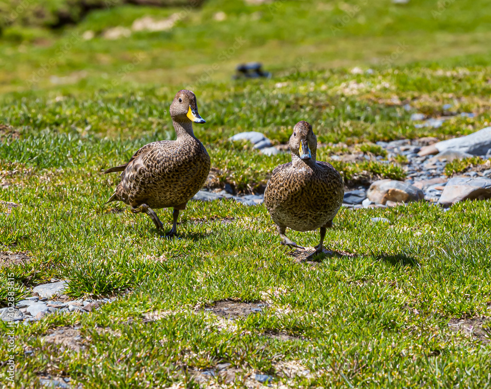 Pair of yellow-billed pintail duck in South Georgia near Antarctica Pair of yellow-billed pintail duck in South Georgia near Antarctica