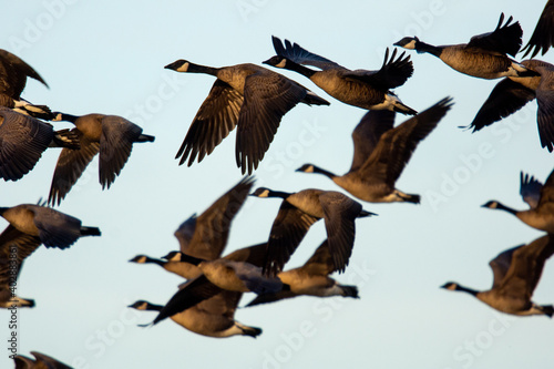 Wildlife Refuge Geese in Flight