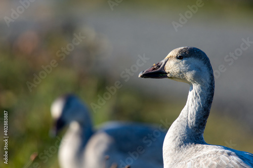 Snow Geese at the Refuge