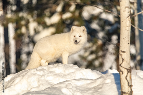 Winter landscape in northern Canada with a bright  white arctic fox single and alone standing on top a snowy hill on a sunny day. 
