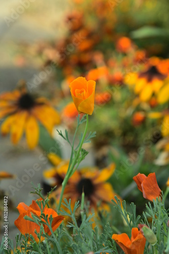 An open orange flower