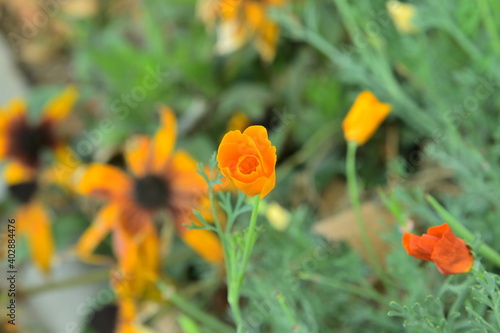 An open orange flower