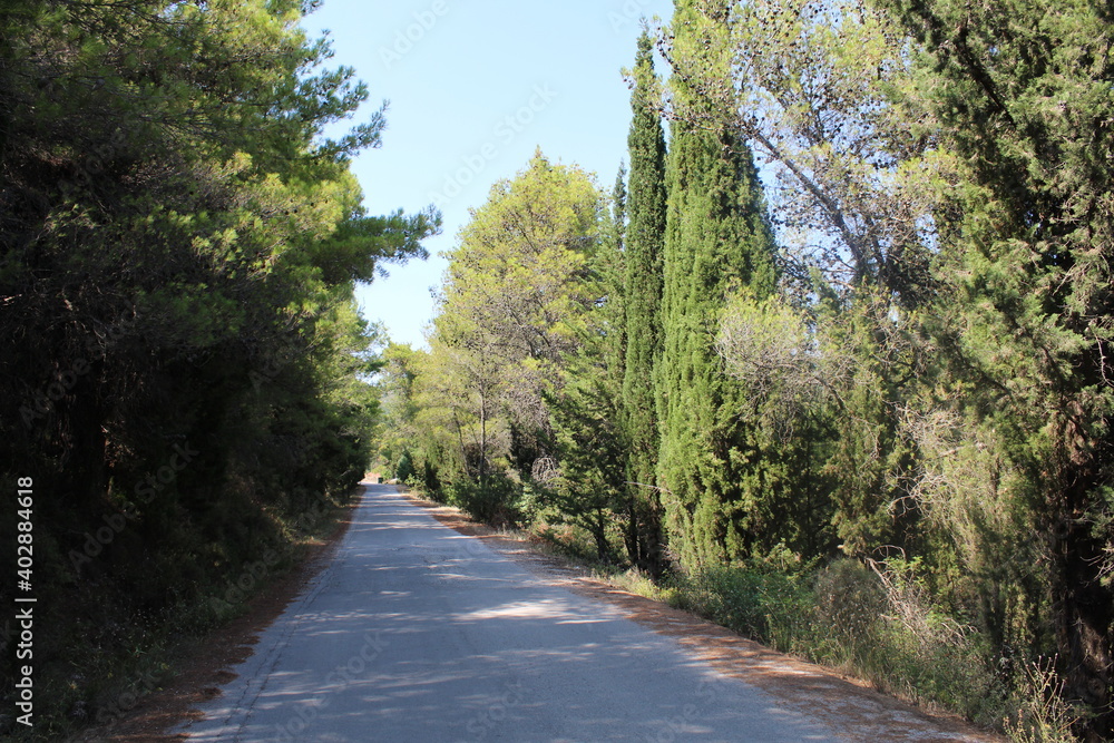 road in the forest