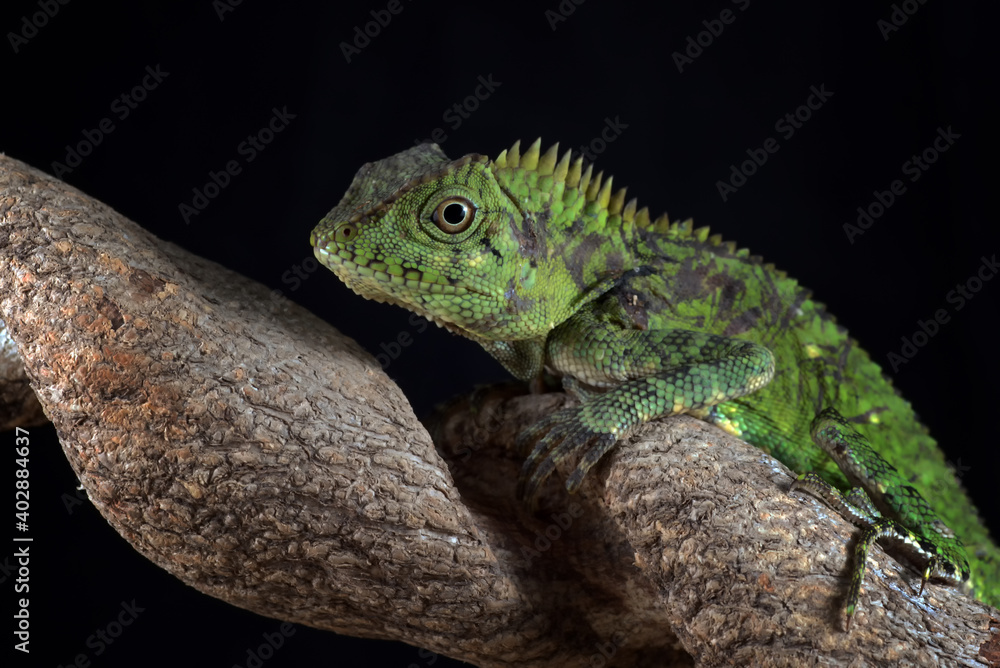 Fototapeta premium a lizard on the tree branch