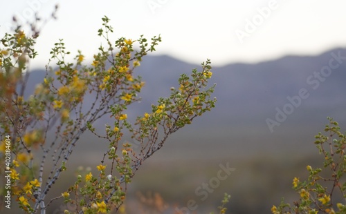 Plant of Jarilla (Larrea divaricata) in bloom near Uspallata, Mendoza, Argentina.