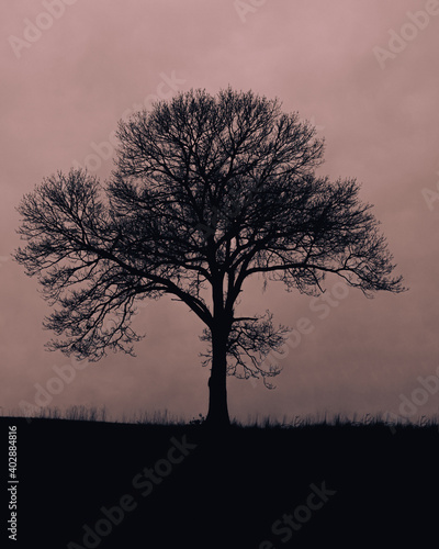 Silhouette of a bare tree in a field