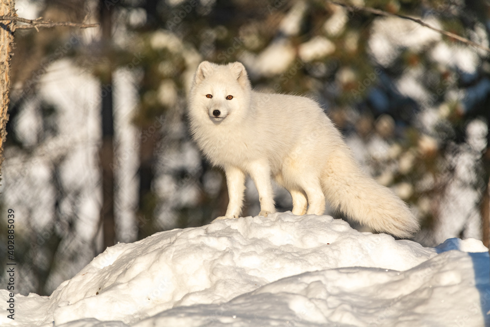 Winter landscape in northern Canada with a bright, white arctic fox single and alone standing on top a snowy hill on a sunny day. Winter landscape in northern Canada with a bright, white arctic fox single and alone standing on top a snowy hill on a sunny day.