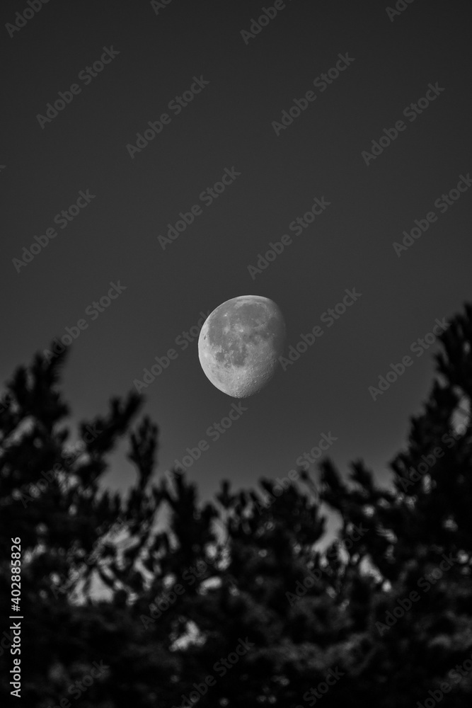 Fototapeta premium The moon in the night sky