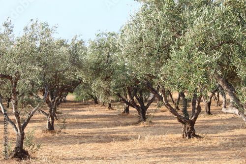 olive trees in the desert