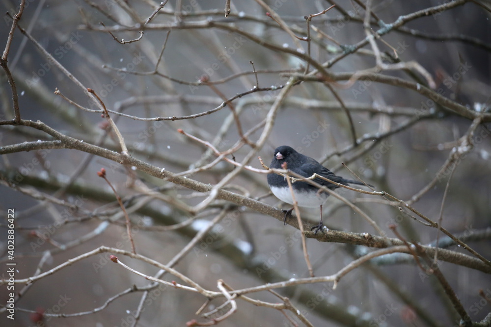 Obraz premium Bird in bush with snow: Black-eyed Junco