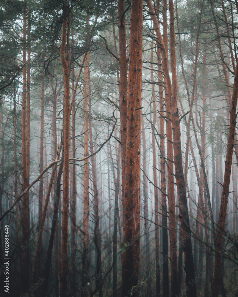 foggy forest foggy forest