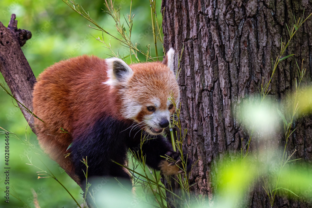 Fototapeta premium Red panda (Ailurus fulgens) on the tree. Cute panda bear in forest habitat.