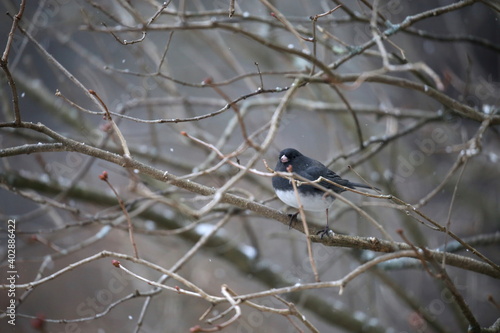 Bird in bush with snow: Black-eyed Junco