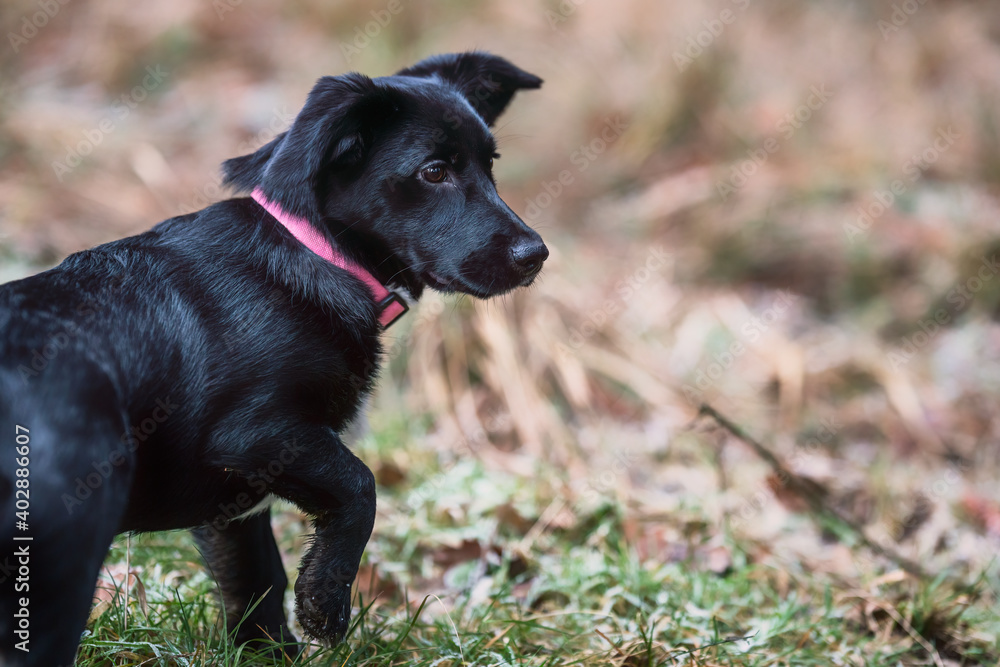 Little black dog playing on the grass. Little crossbreed dog. Little black dog playing on the grass. Little crossbreed dog.