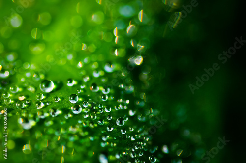 water on a leaf of the plant. The background texture is a natura