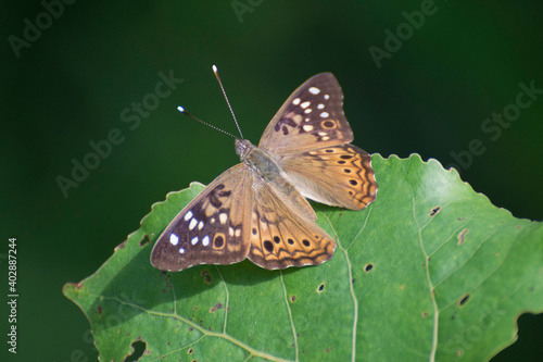 Butterfly 2020-17 / Hackberry Emperor Butterfly
(Asterocampa celtis)
