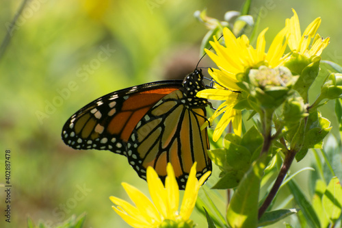 Butterfly 2020-18 / Monarch butterfly (Danaus plexippus)
