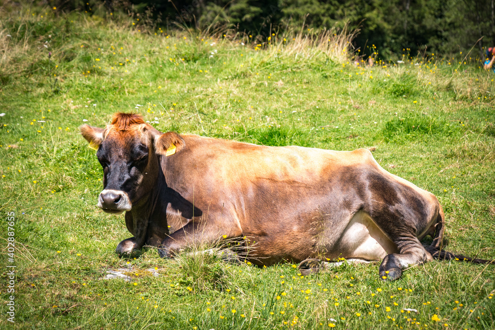 cow on the meadow, styria, austria cow on the meadow, styria, austria