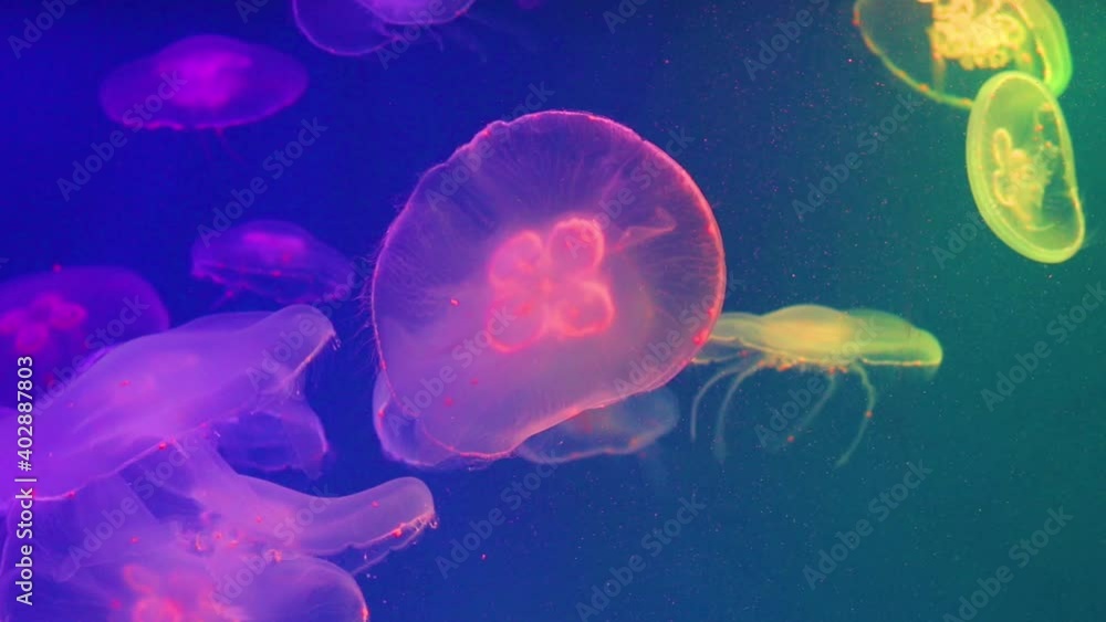 Bright colorful jellyfish float smoothly slowly water, illuminated with colors. Bright colorful jellyfish float smoothly slowly water, illuminated with colors.