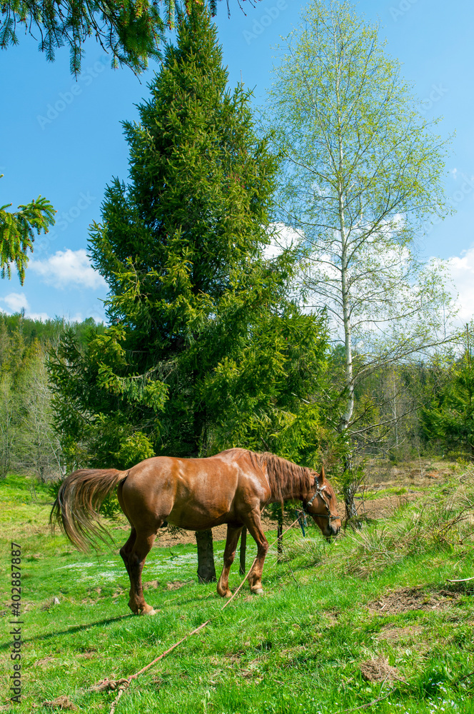 wild horse on a large meadow with beautiful scenery of blue sky and quiet at sunrise wild horse on a large meadow with beautiful scenery of blue sky and quiet at sunrise